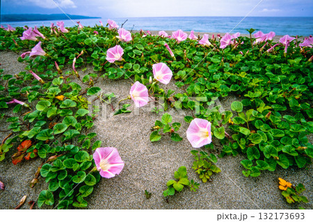 【新潟県_佐渡市】花の島 初夏を彩る素浜海岸 6月 【新潟県_佐渡市】花の島 初夏を彩る素浜海岸 6月 132173693