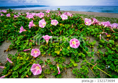 【新潟県_佐渡市】花の島 初夏を彩る素浜海岸 6月 132173694