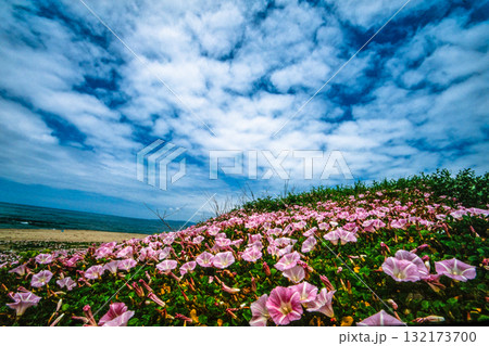【新潟県_佐渡市】花の島 初夏を彩る素浜海岸 6月 【新潟県_佐渡市】花の島 初夏を彩る素浜海岸 6月 132173700