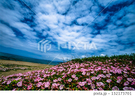 【新潟県_佐渡市】花の島 初夏を彩る素浜海岸 6月 【新潟県_佐渡市】花の島 初夏を彩る素浜海岸 6月 132173701