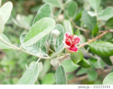 植物 工場 プランツ 132173743