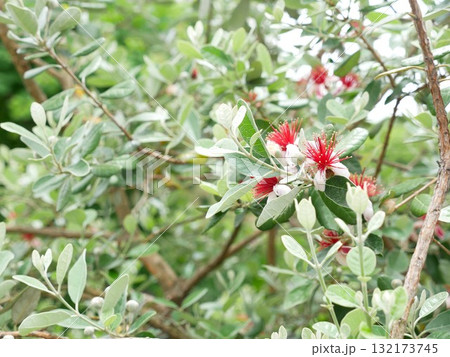 植物 工場 プランツ 132173745