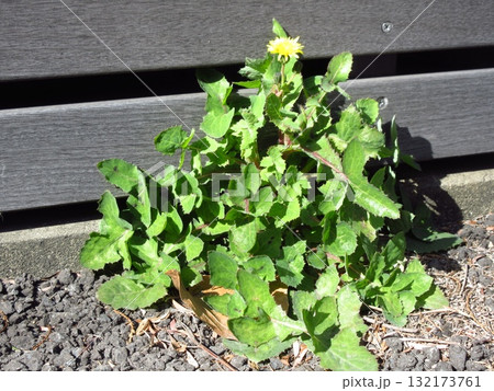 道端に咲くノゲシ 132173761