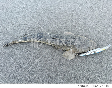 釣れたてマゴチ 132173810