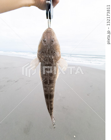 釣れたてマゴチ 132173811