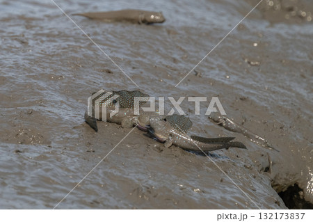 有明海　干潟の風景 132173837