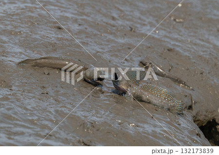 有明海　干潟の風景 132173839