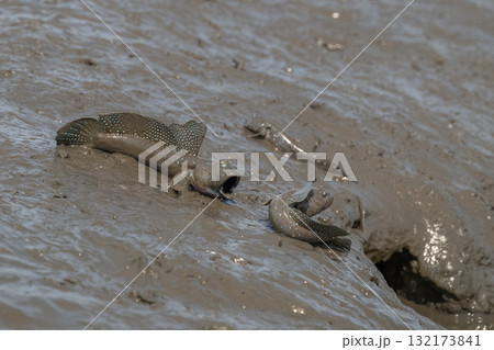 有明海　干潟の風景 132173841