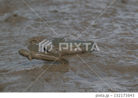 有明海 干潟の風景 有明海 干潟の風景 132173843