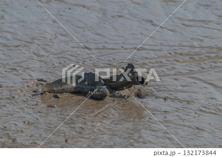 有明海　干潟の風景 132173844
