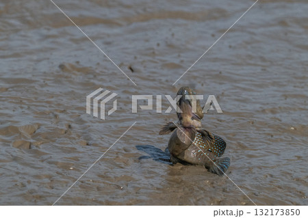 有明海　干潟の風景 132173850