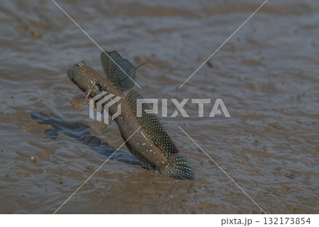 有明海　干潟の風景 132173854