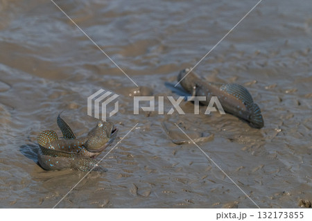 有明海　干潟の風景 132173855