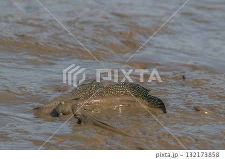 有明海　干潟の風景 132173858