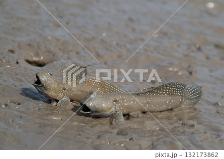 有明海　干潟の風景 132173862