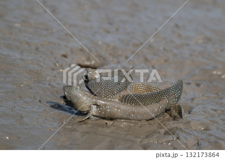 有明海　干潟の風景 132173864