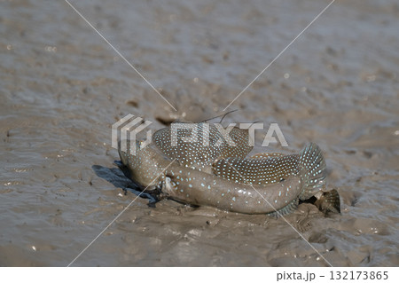 有明海　干潟の風景 132173865