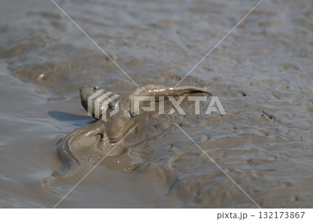 有明海　干潟の風景 132173867
