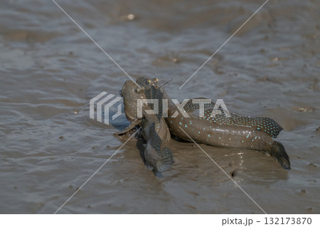 有明海　干潟の風景 132173870