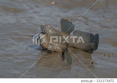 有明海 干潟の風景 有明海 干潟の風景 132173872