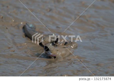 有明海　干潟の風景 132173874