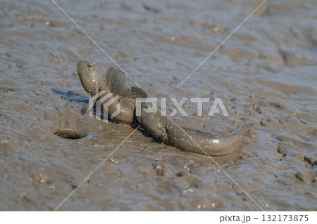 有明海　干潟の風景 132173875
