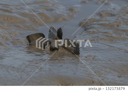 有明海 干潟の風景 有明海 干潟の風景 132173879