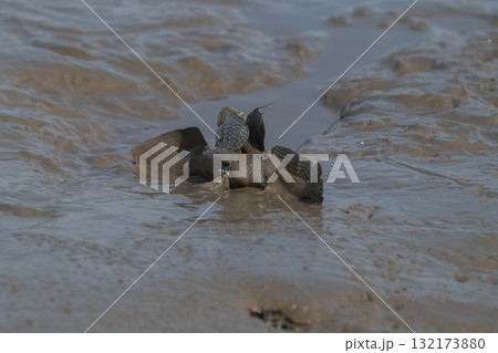 有明海　干潟の風景 132173880