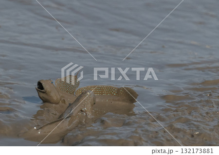 有明海　干潟の風景 132173881