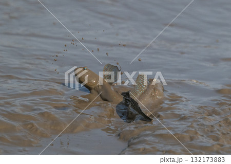 有明海 干潟の風景 有明海 干潟の風景 132173883