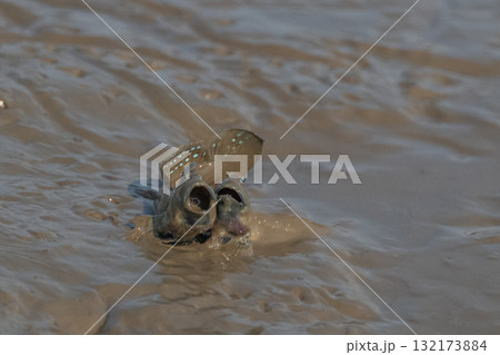 有明海　干潟の風景 132173884