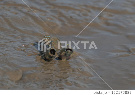 有明海 干潟の風景 有明海 干潟の風景 132173885