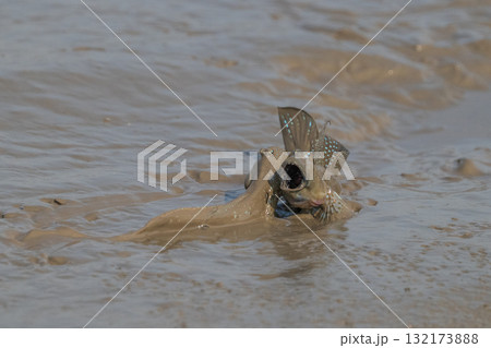 有明海　干潟の風景 132173888