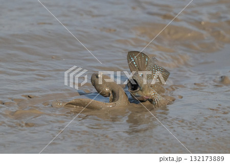 有明海 干潟の風景 有明海 干潟の風景 132173889