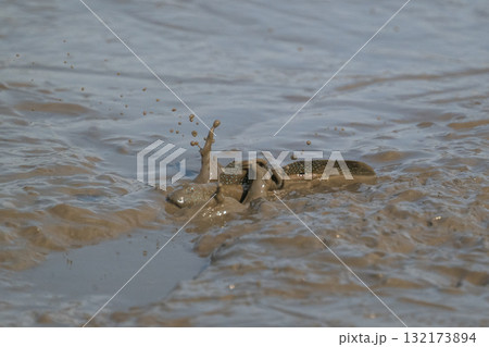 有明海 干潟の風景 有明海 干潟の風景 132173894