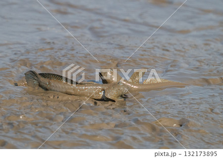 有明海　干潟の風景 132173895