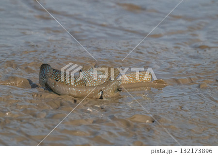 有明海　干潟の風景 132173896