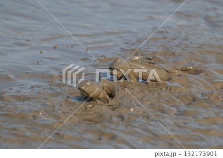 有明海　干潟の風景 132173901