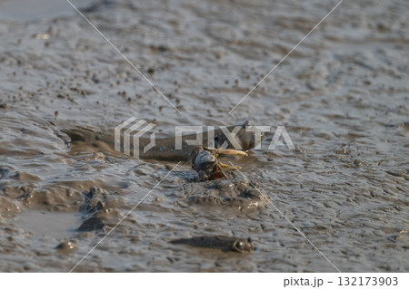 有明海　干潟の風景 132173903