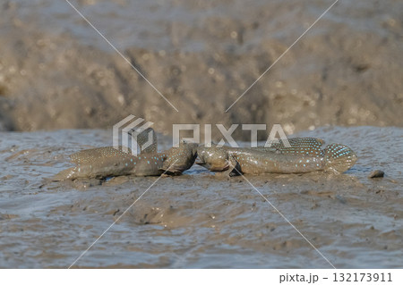 有明海 干潟の風景 有明海 干潟の風景 132173911