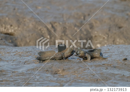 有明海　干潟の風景 132173913