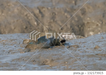 有明海　干潟の風景 132173915