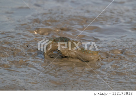 有明海　干潟の風景 132173918