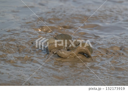 有明海　干潟の風景 132173919