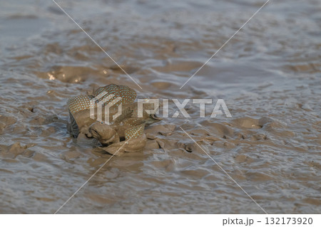 有明海　干潟の風景 132173920