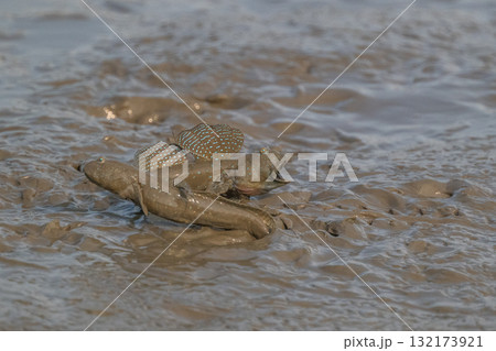 有明海　干潟の風景 132173921
