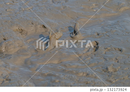 有明海　干潟の風景 132173924