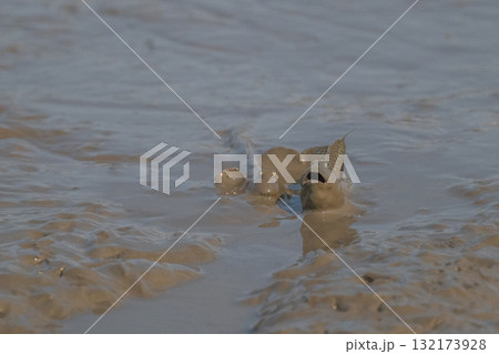 有明海 干潟の風景 有明海 干潟の風景 132173928