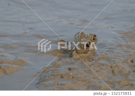 有明海　干潟の風景 132173931