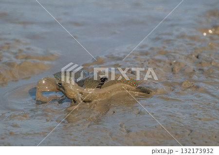 有明海　干潟の風景 132173932